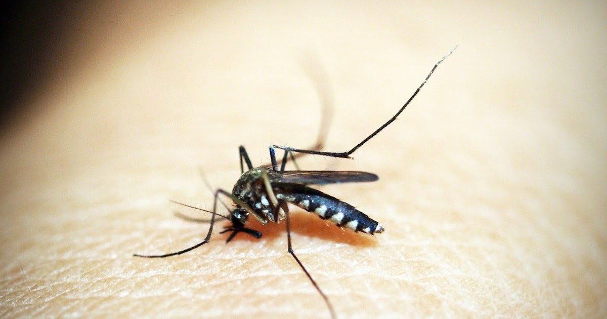home-remedies-of-mosquito-bites